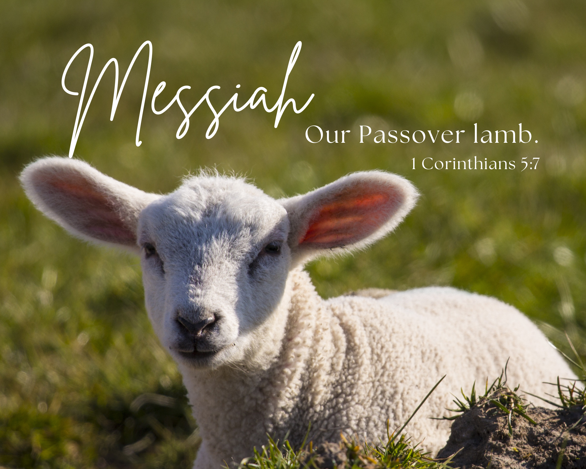 "Messiah Is Our Passover Lamb" 8x10 Fine Art Prints