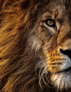 The King is Coming: Yom Teruah (Feast of Trumpets) Mini Curriculum