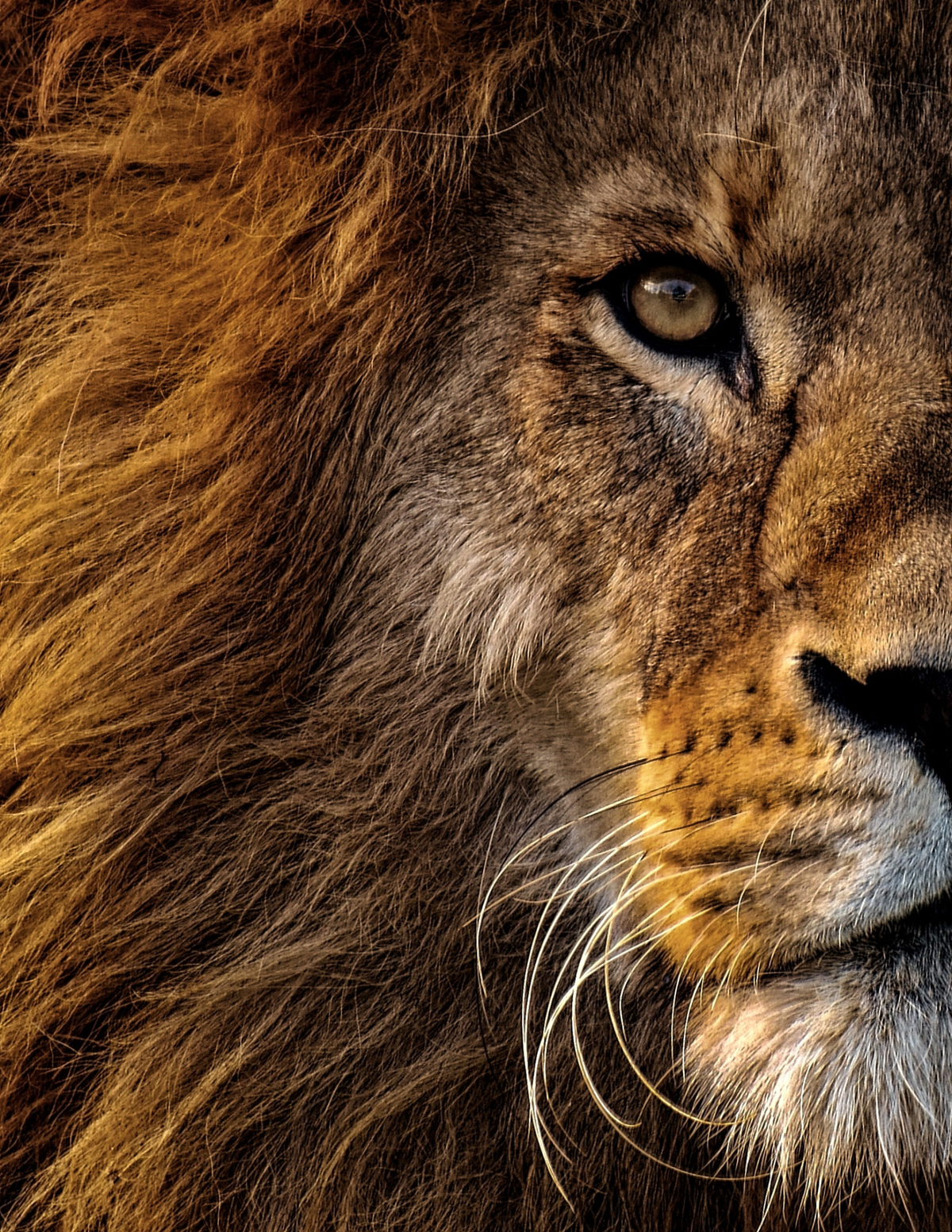 The King is Coming: Yom Teruah (Feast of Trumpets) Mini Curriculum