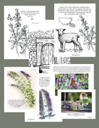 Whole Family Messianic Passover Curriculum FREE Hyssop SAMPLE Lesson