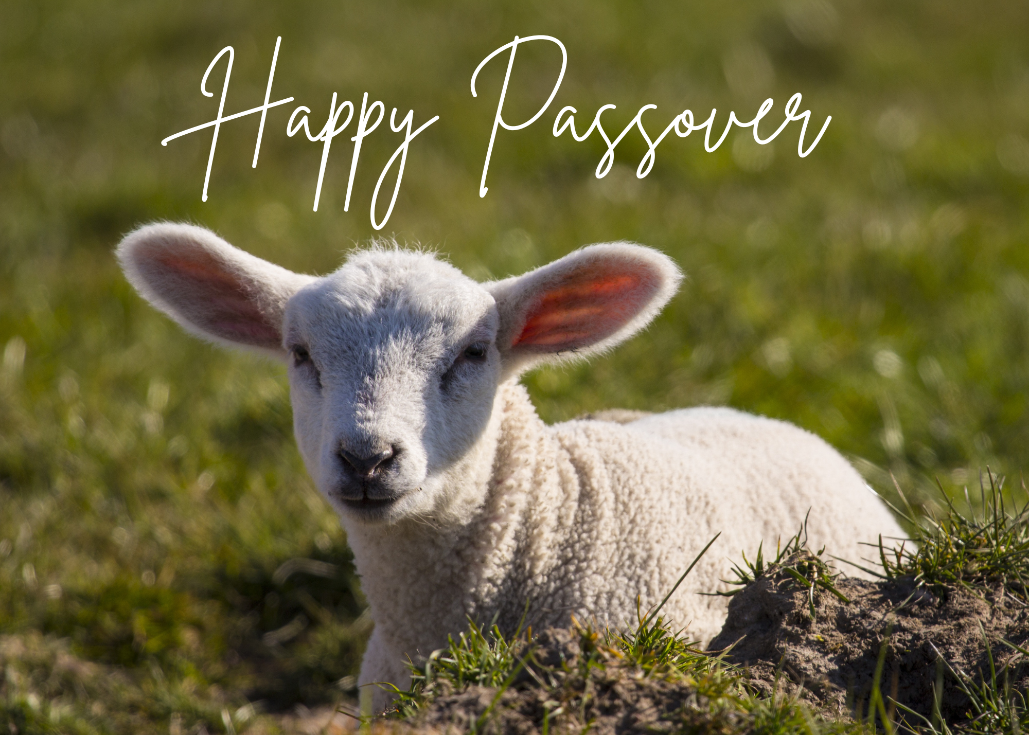 Passover Greeting Celebration Cards and Envelopes (12 count)